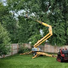 Best Sod Installation  in Reno, TX