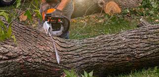 Best Root Management and Removal  in Reno, TX