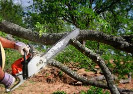 Professional  Tree Services in Reno, TX