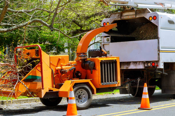 Best Arborist Consultation Services  in Reno, TX