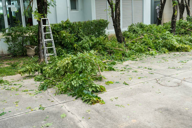 Best Utility Line Clearance  in Reno, TX