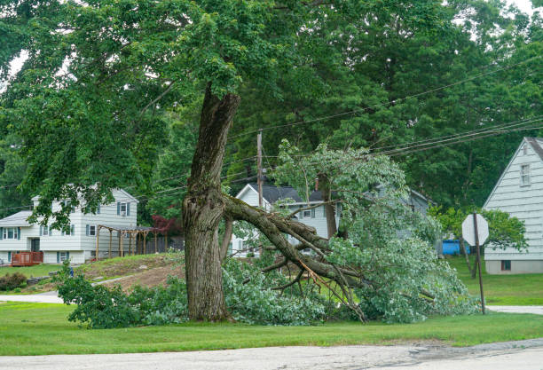 Best Storm Damage Tree Cleanup  in Reno, TX